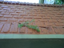 SAM_9554